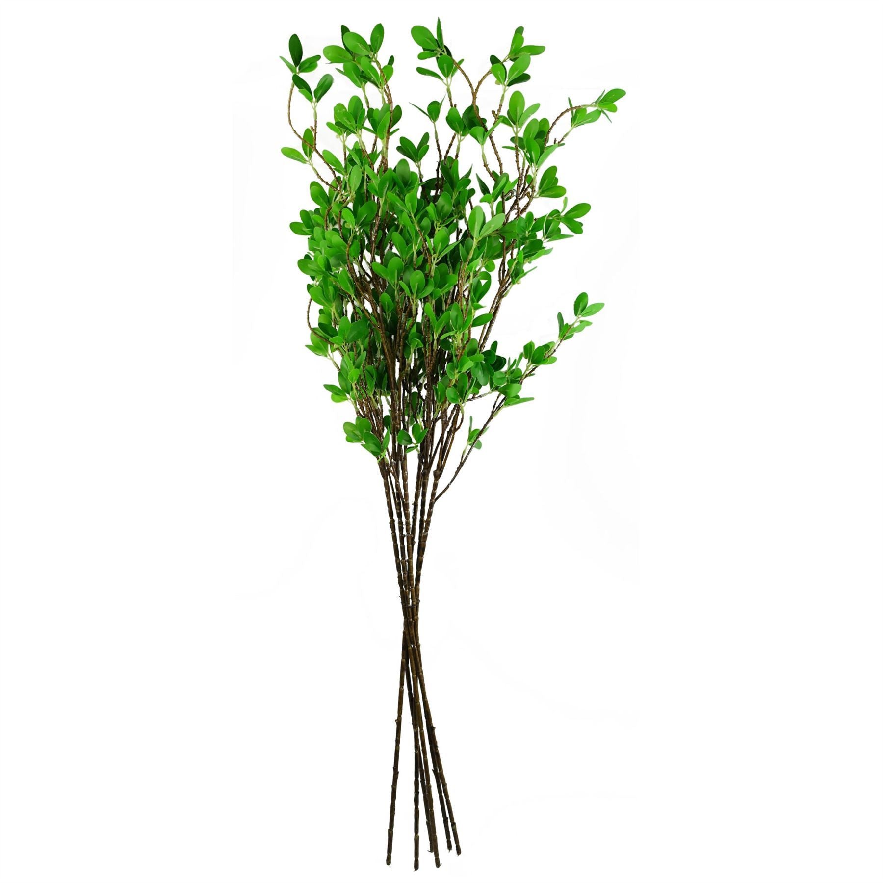 Pack of 6 x 100cm Mini Botanik Ficus Stem - Premium Quality