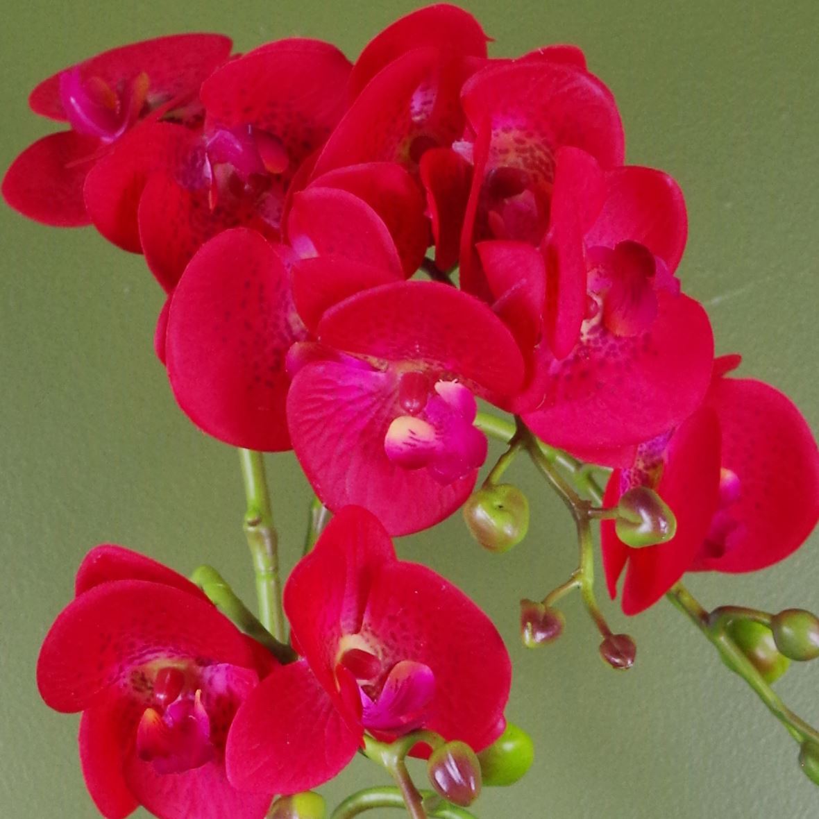 Artificial 50cm Phalaenopsis Orchid - Red Leopard - Gold Pot