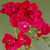 Artificial 50cm Phalaenopsis Orchid - Red Leopard - Gold Pot