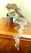 Artificial Trailing Purple Potted Pothos Plant Botanik