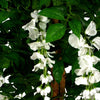 130cm Luxury Artificial Wisteria Tree White Flowers - Premium Range Copper Metal Planter - Premium Quality