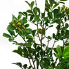 Leaf Design 60cm Artificial Aglaia Odorata Bonsai Ficus Tree