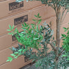 165cm Fire Retardant Nandina Tree with 4857 Leaves