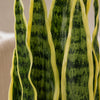 55cm Artificial Sansevieria Yellow Green Indoor Plant