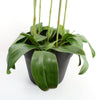 Large Black Orchid Plant - Artifcial - 41 REAL TOUCH flowers