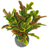 65cm Artificial Codiaeum Multicoloured Bright House Plant