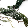 6 x 110cm Artificial Hanging Trailing Begonia Maculata Spotted Plant - Premium Quality