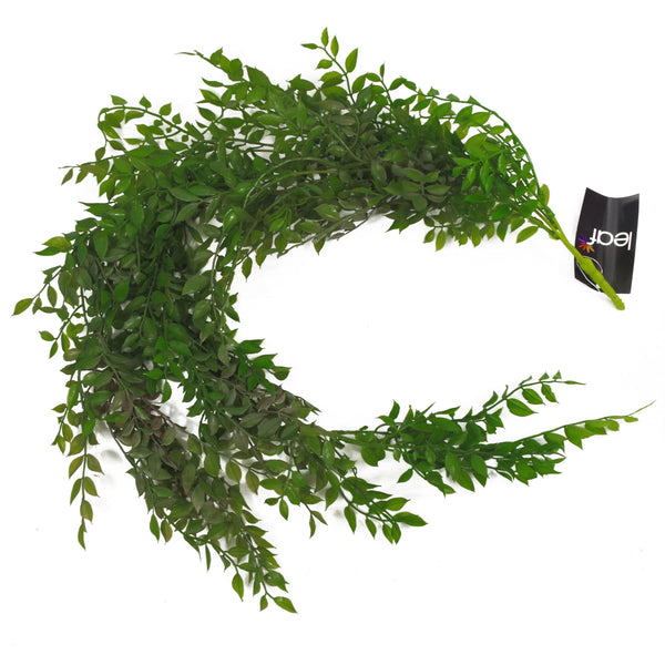 Hanging String of Pearls Fern Plant Dark Green 100cm
