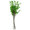 Pack of 6 x 100cm Mini Leaf Ficus Stem