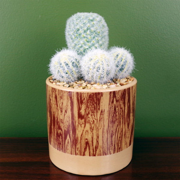 Artificial Cactus Plant Cacti in Ceramic Planter Botanik