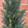 120cm Artificial Natural Look Cedar Cypress Tree - Premium Quality