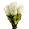 Pack of 6 x 65cm Protea Sugarbush Flower Stem - White - Premium Quality