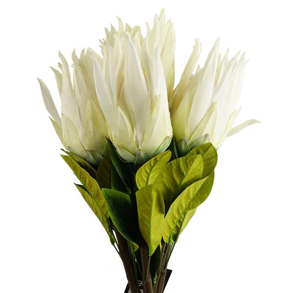 Pack of 6 x 65cm Protea Sugarbush Flower Stem - White - Premium Quality