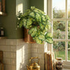 25cm Artificial Trailing Variegated Caladium Vine Plant Dark Green