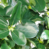 Artificial Bush Arboricola Evergreen Plant 95cm