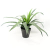 Artificial Aloe Tropical Plant 40cm Office Decor