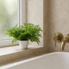 Faux 30cm Potted Southern Wood Fern