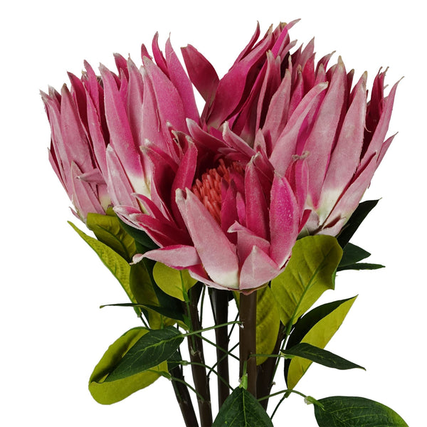 Pack of 6 x 65cm Protea Sugarbush Flower Stem - Pink