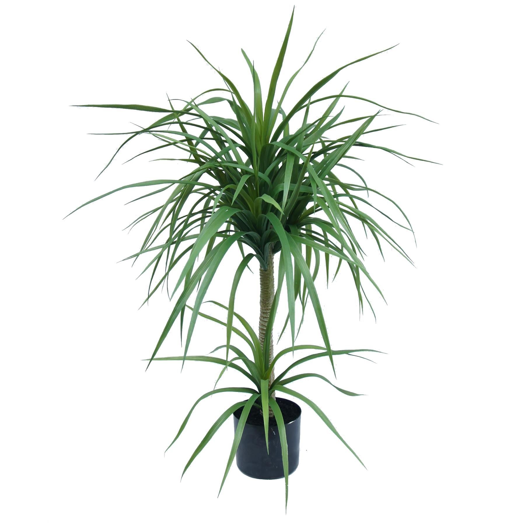 90cm Double Dracaena Plant - Premium Quality