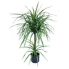 90cm Double Dracaena Plant - Premium Quality