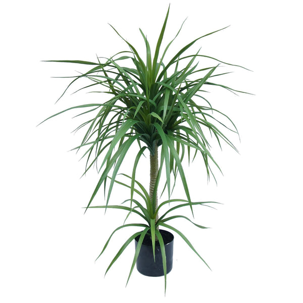 90cm Double Dracaena Plant - Premium Quality