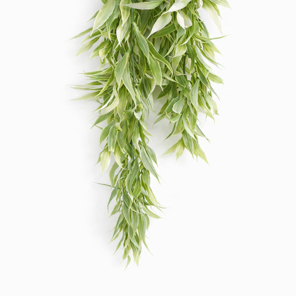 Pack of 6 x 80cm Italian Ruscus Hanging Plant with Realistic Foliage - Light Green