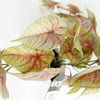 30cm Artificial Pink Caladium Trailing Plant