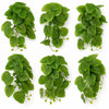 Pack of 6 x 25cm Artificial Trailing Arrowhead Vine Plant