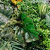 100cm Artificial Tropical Mixed Green Wall Panel with Monstera and Fern Foliage