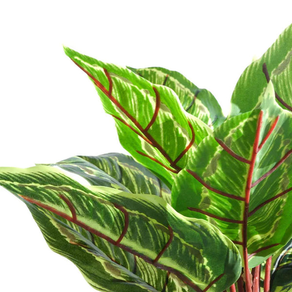 38cm Potted Artificial Calathea Veitchiane