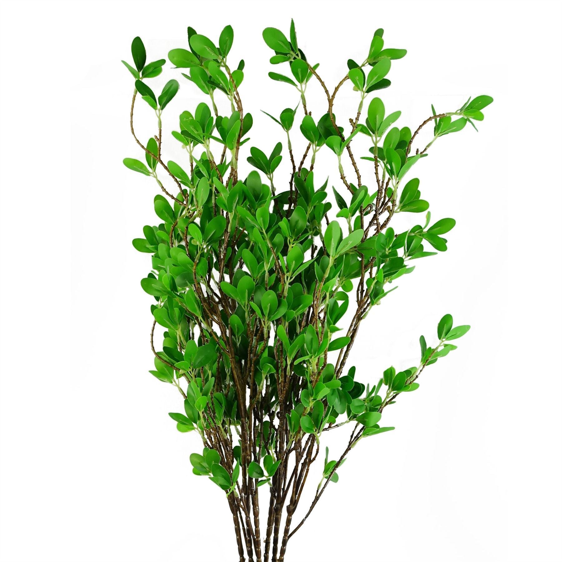 Pack of 6 x 100cm Mini Botanik Ficus Stem - Premium Quality