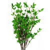Pack of 6 x 100cm Mini Botanik Ficus Stem - Premium Quality