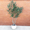 250cm XXL Artificial Olive Tree with Decorative Planter - Premium Quality