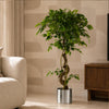 Large Artificial Japanese Fruticosa Ficus Tree Silver 120cm 4ft Realistic Botanik