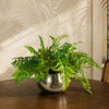Large Artificial Ferns Display with XL Metal Silver Bowl Planter 50x65cm