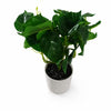 30cm Mini Pothos in Decorative White Pot - Premium Quality