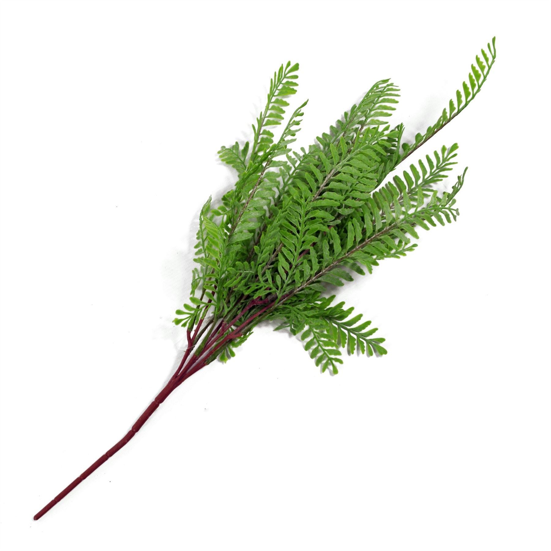 6 x 55cm Himilayan Maidenhair Fern Bush Light Green Plant - Premium Quality