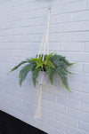 Urban Jungle Hanging Fern Plant 100cm Plants