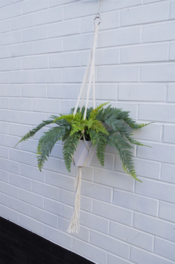 Urban Jungle Hanging Fern Plant 100cm Plants