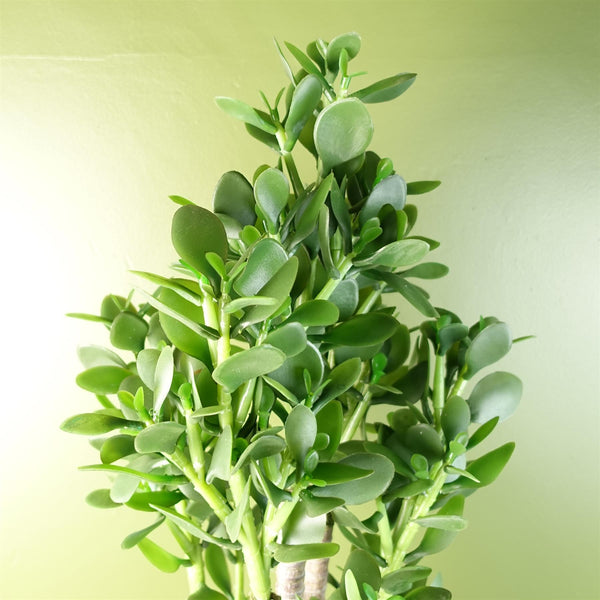 Jade Plant 75cm