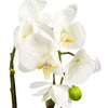 Artificial Orchid Dark White Silver 46cm