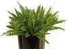 Artificial Fern Plant 40cm Artificial Crocodile Fern Plant