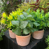 Artificial Houseplant Terracotta Pot Honey Shrub