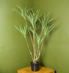 Dragon Plant Dracaena Tree Artificial 125cm Look