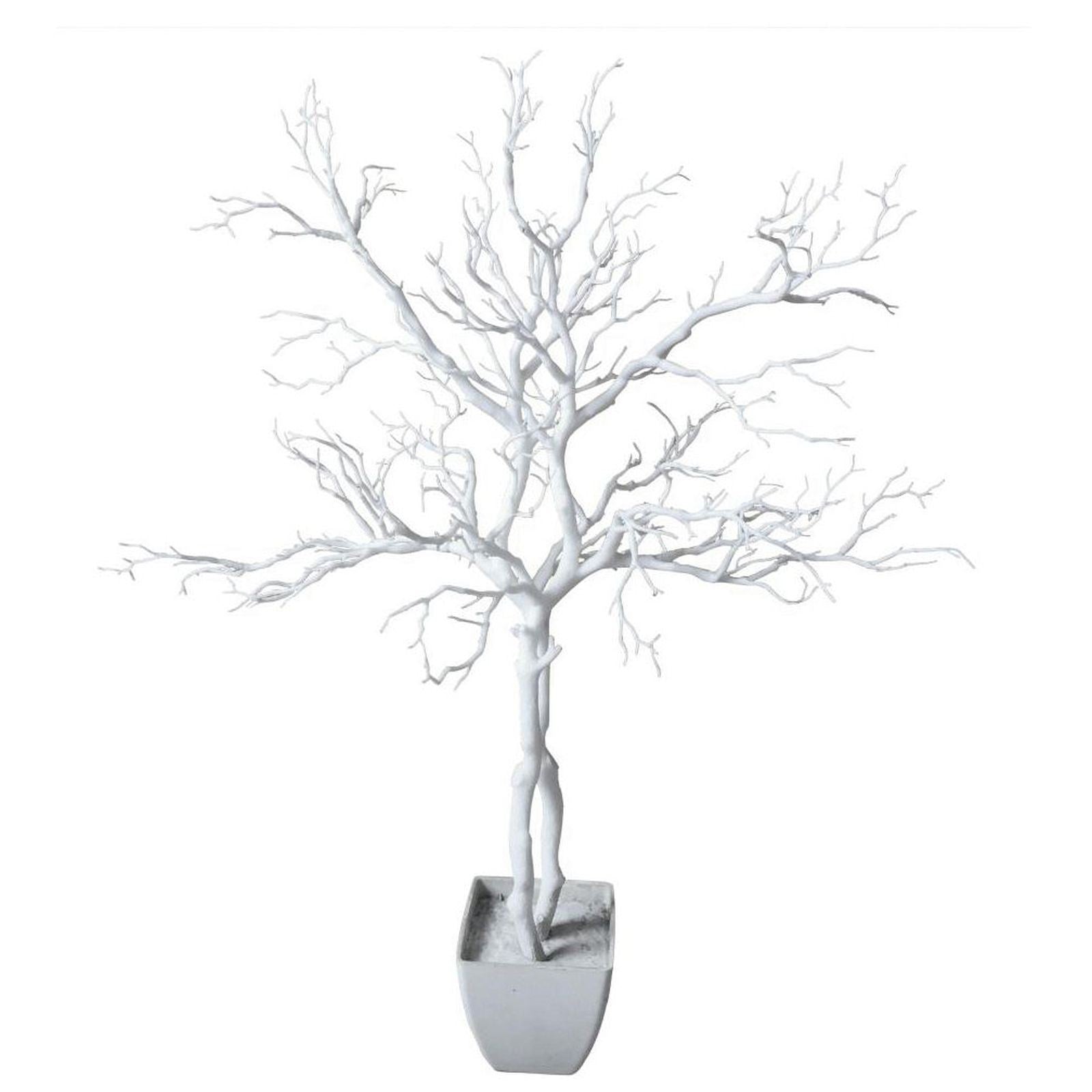 White Wishing Tree Manzanita Plant 95cm