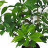 Artificial Trees Green Ficus Tree 80cm Leaf