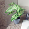 Artificial Taro Plant in Decorative Planter 40cm