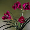 Artificial Amarylis Plant Pink