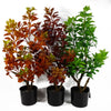 Artificial Trees Green Ficus Tree 80cm Leaf