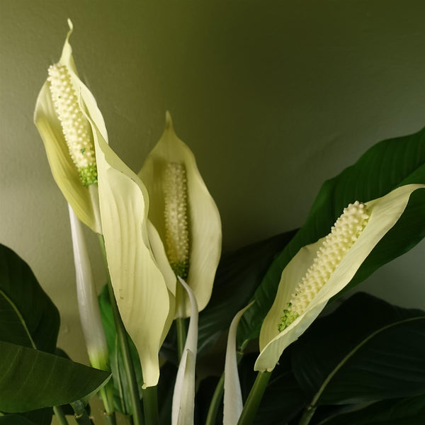 Spathiphyllum White Lily 60cm